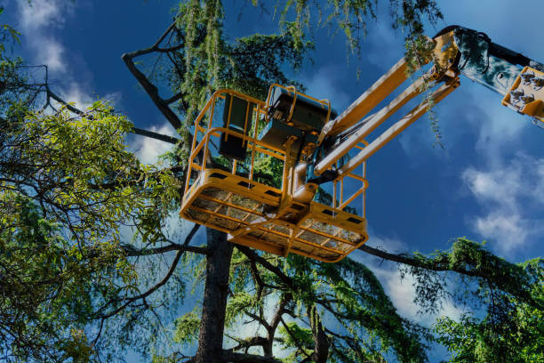 Trusted Lehigh Acres, FL Tree Removal and Landscaping Services Experts